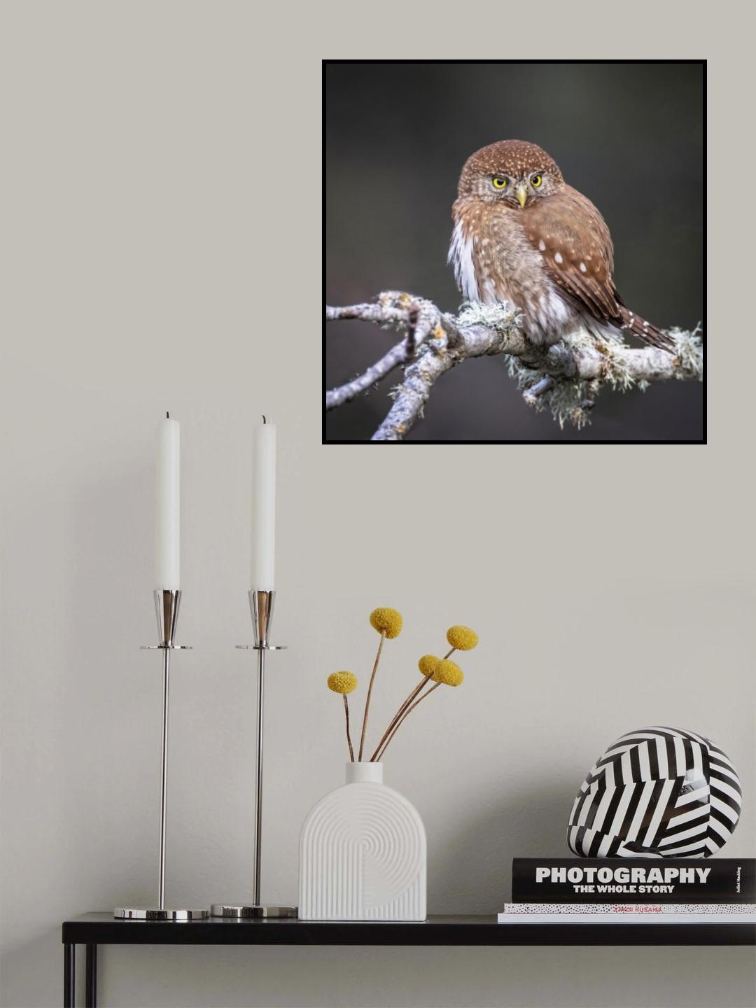 look at me Poster och Canvastavla