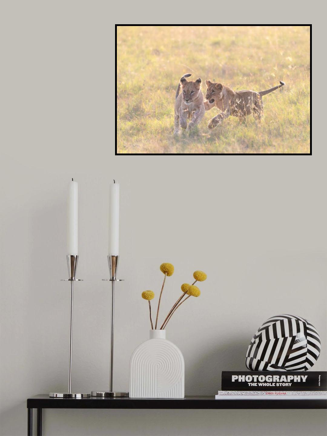 Playful cubs Poster och Canvastavla