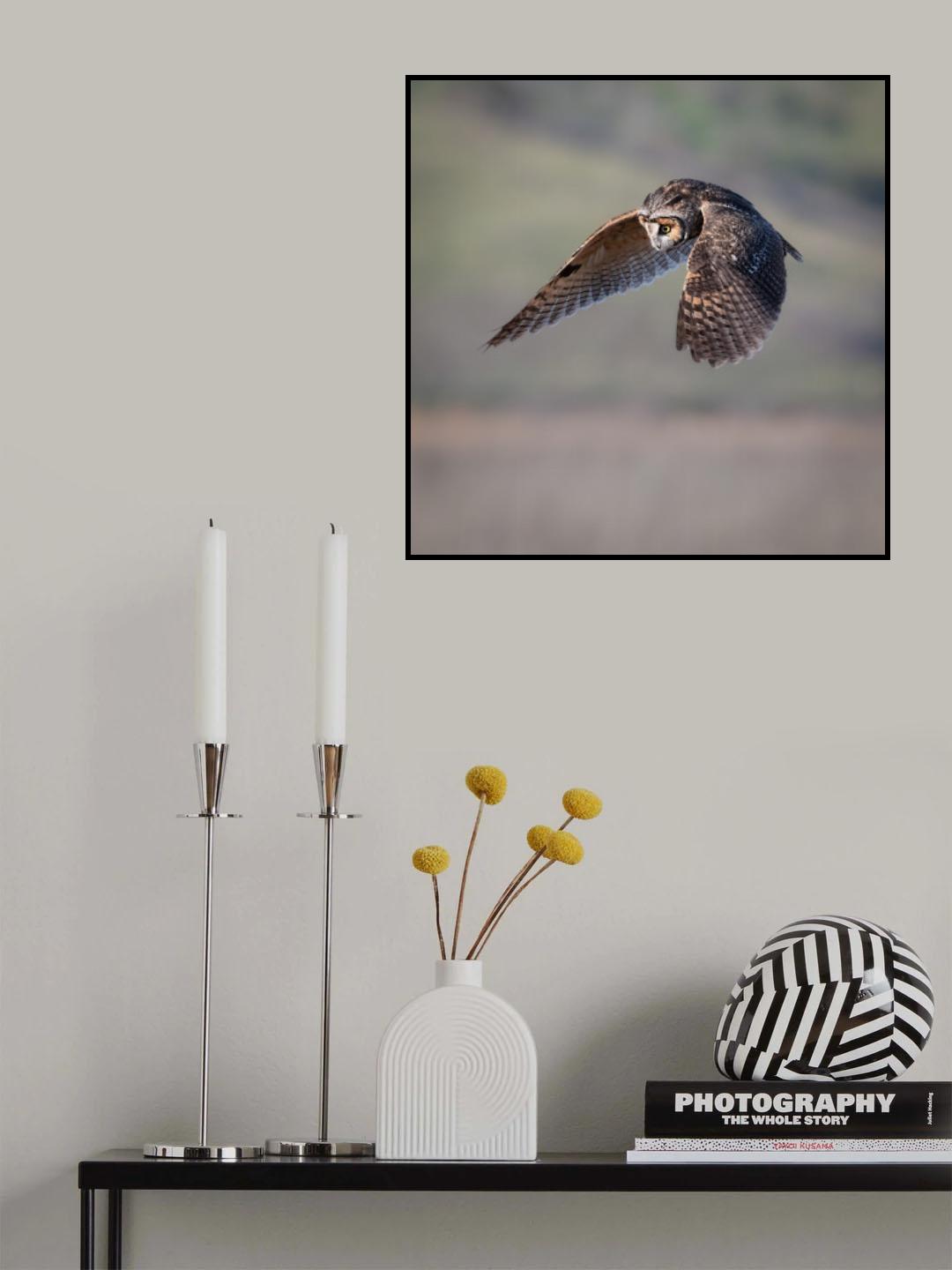 long-eared owl searching Poster och Canvastavla