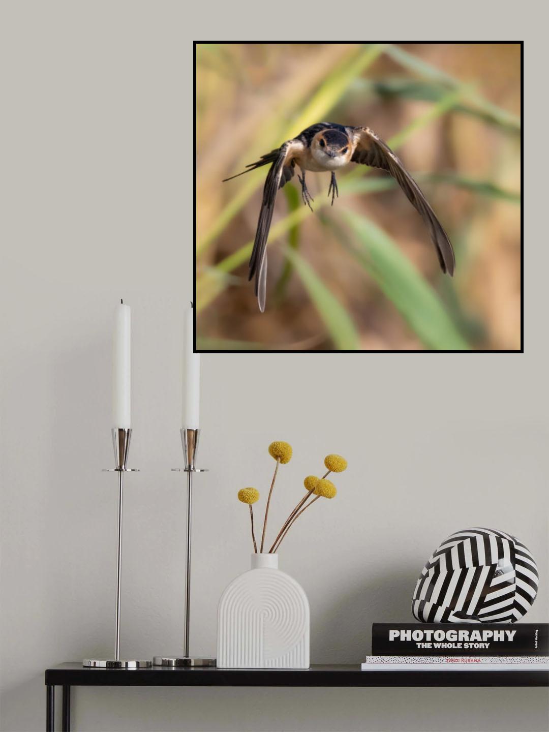 Red-rumped Swallow Poster och Canvastavla