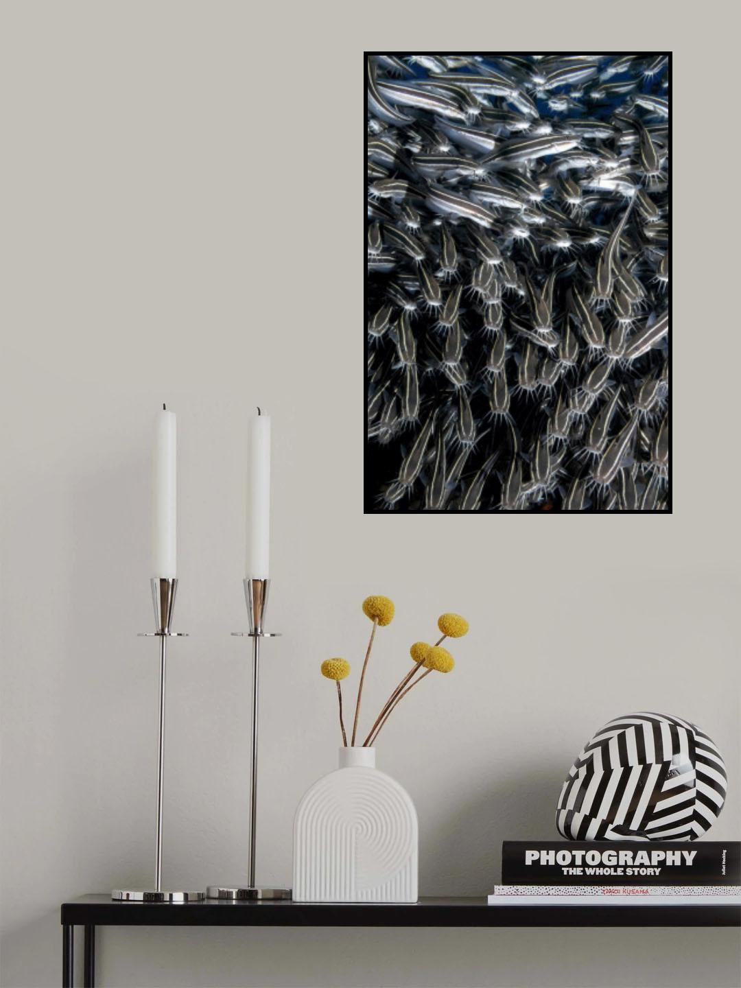 stripped eels Poster och Canvastavla