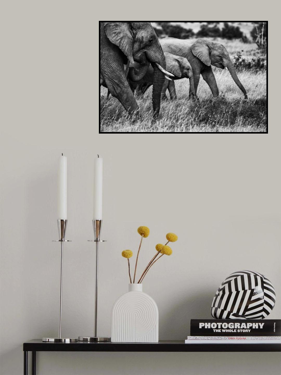 Elephant family Poster och Canvastavla