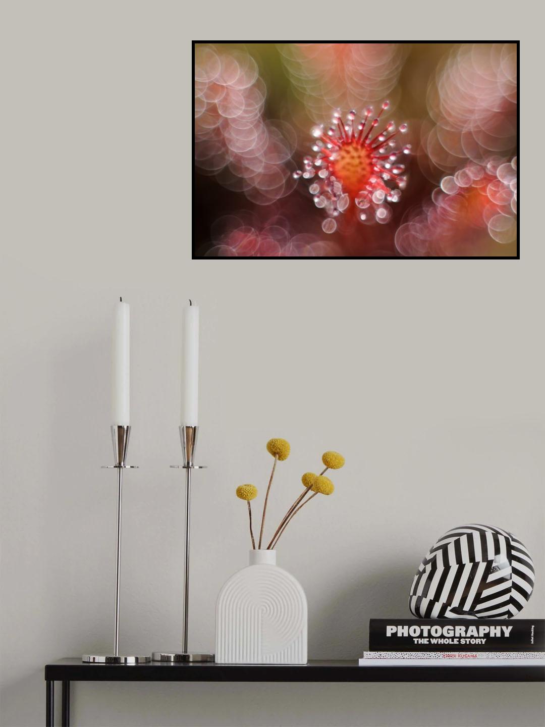 Octopus Poster och Canvastavla