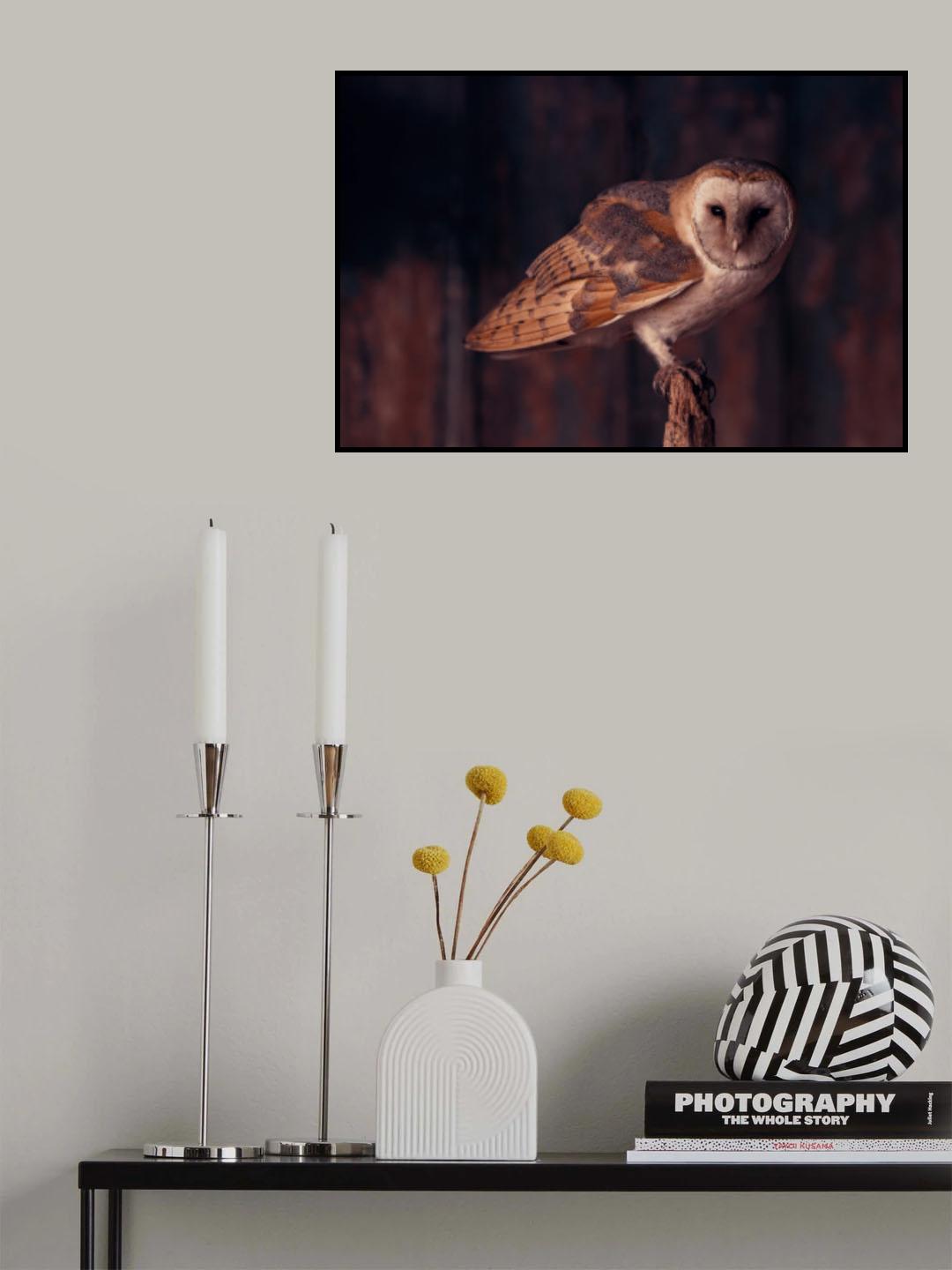 Barn owl perching in the dark Poster och Canvastavla