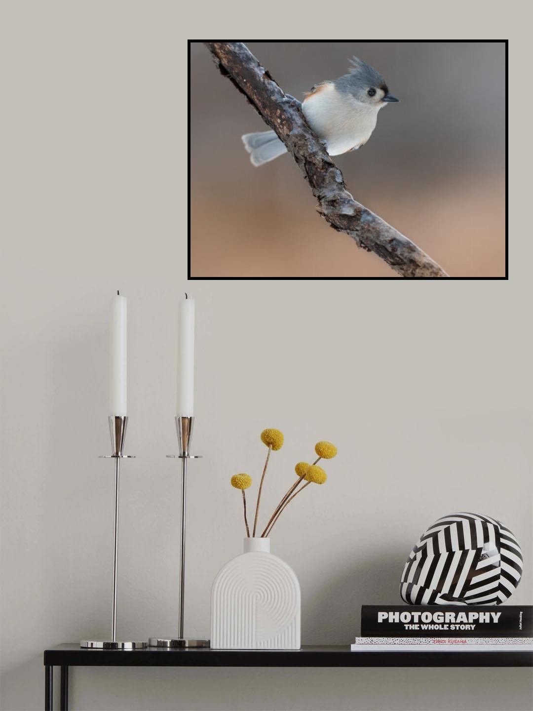 Tufted titmouse bird just coming back from the beauty salon! Poster och Canvastavla