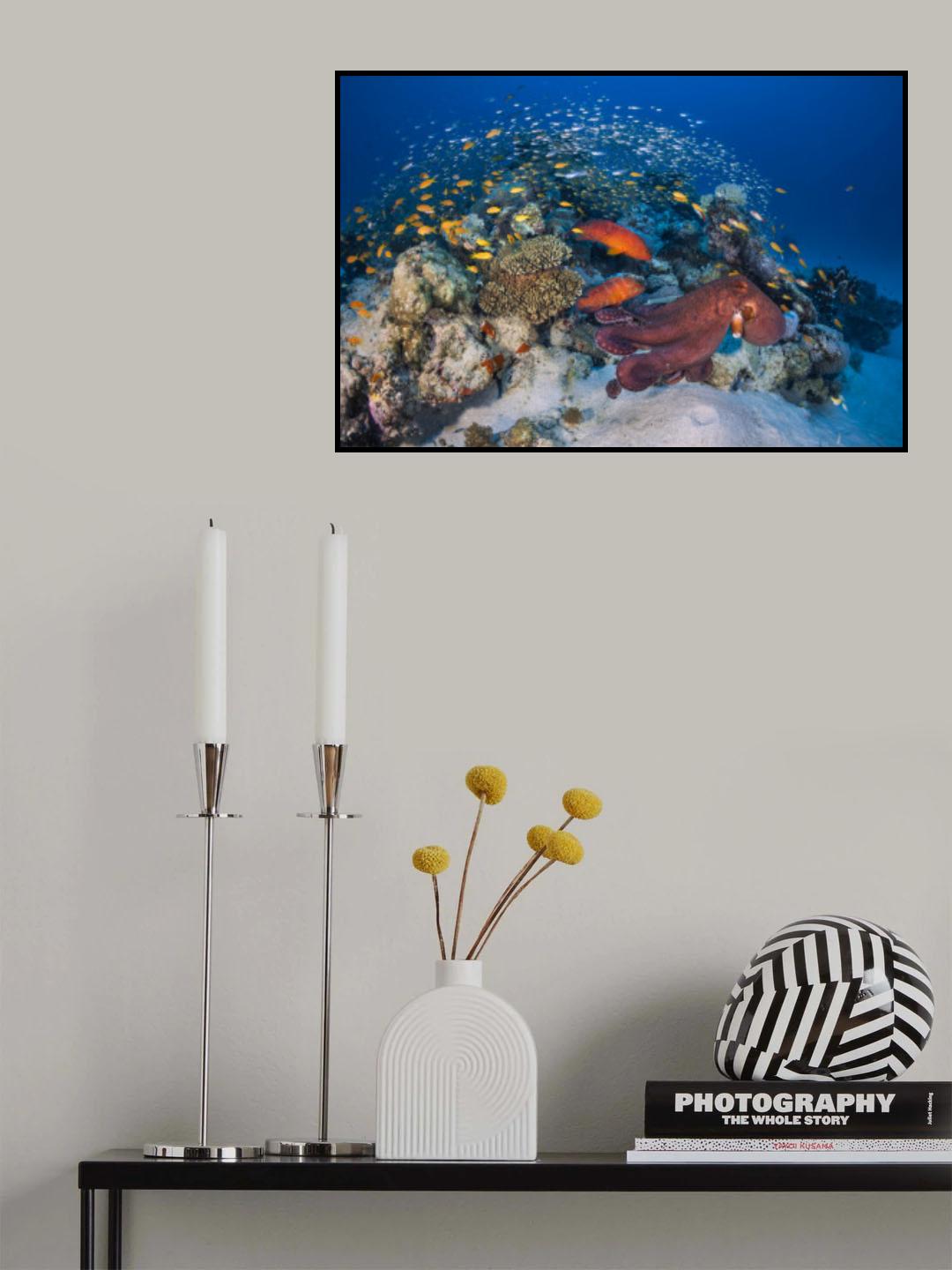 Octopuses and groupers Poster och Canvastavla