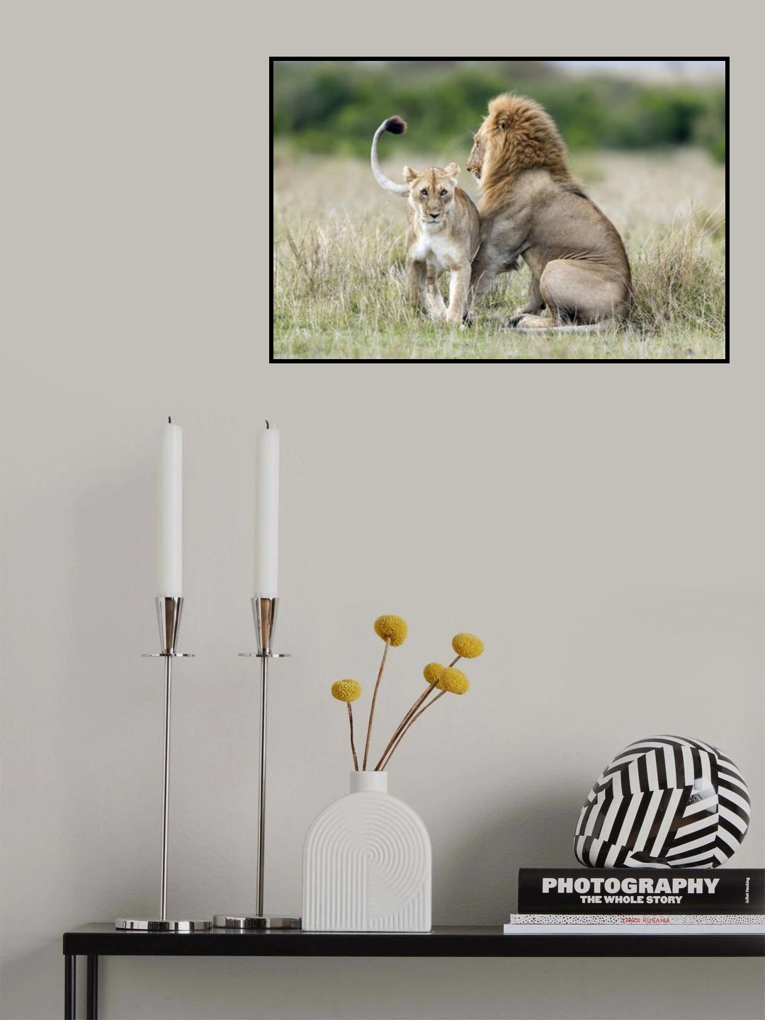 Lioness Tempting For The Mating Poster och Canvastavla
