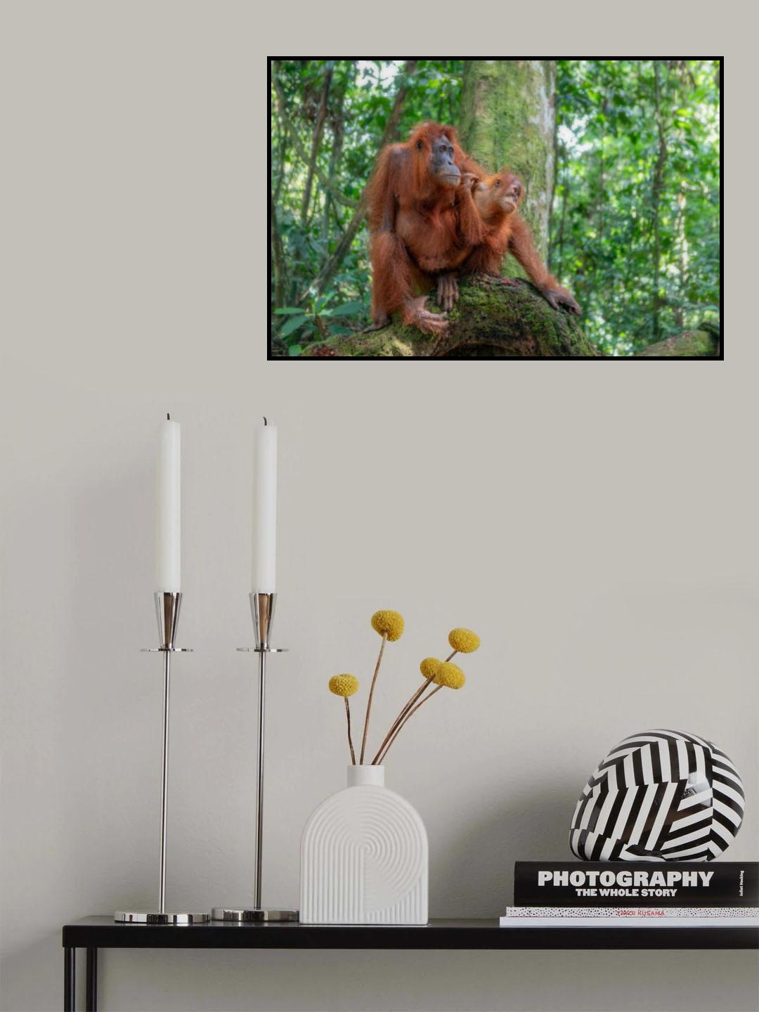 Deep in the Forest Poster och Canvastavla