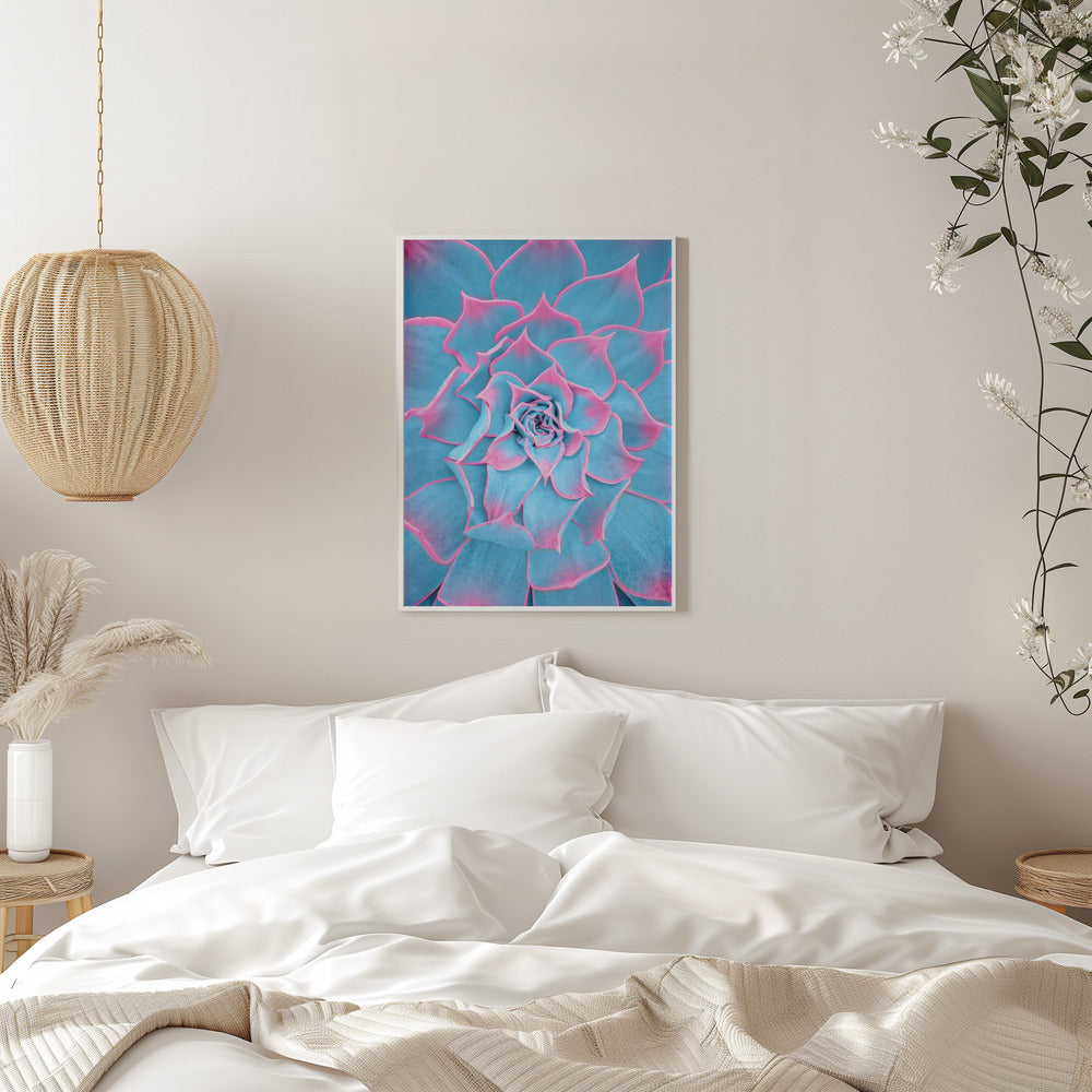 Blue and Pink Succulent Poster och Canvastavla