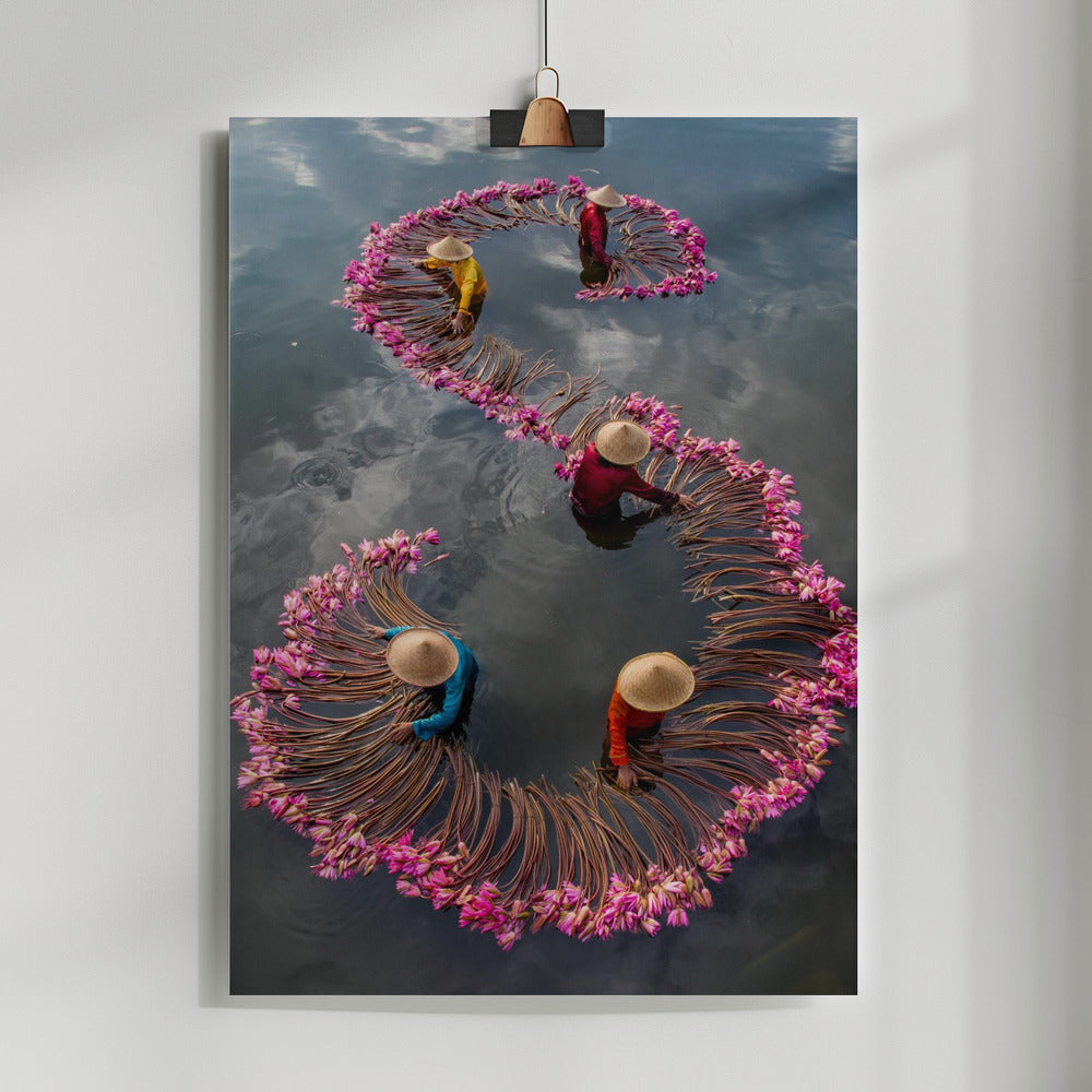 Harvesting Water Lily Poster och Canvastavla