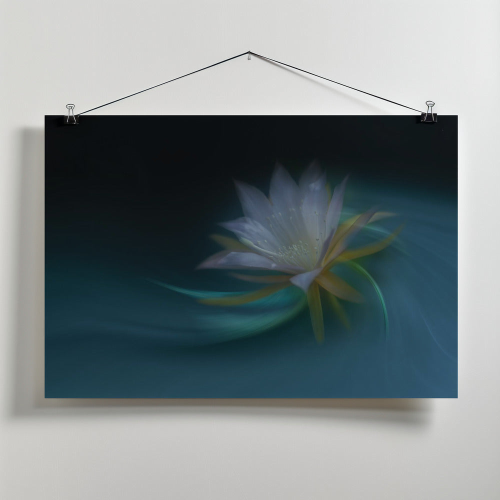 Orchid cactus Poster och Canvastavla