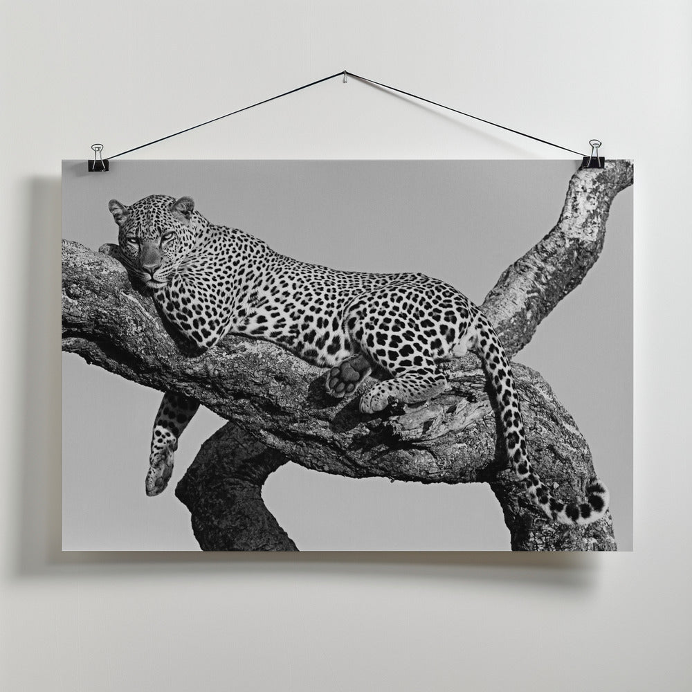 Leopard hanging out Poster och Canvastavla