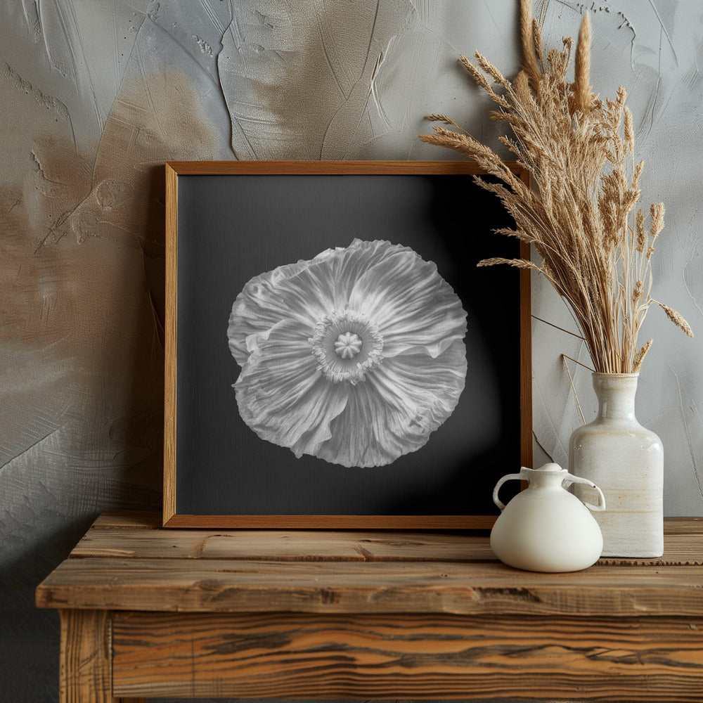 Poppy portrait Poster och Canvastavla