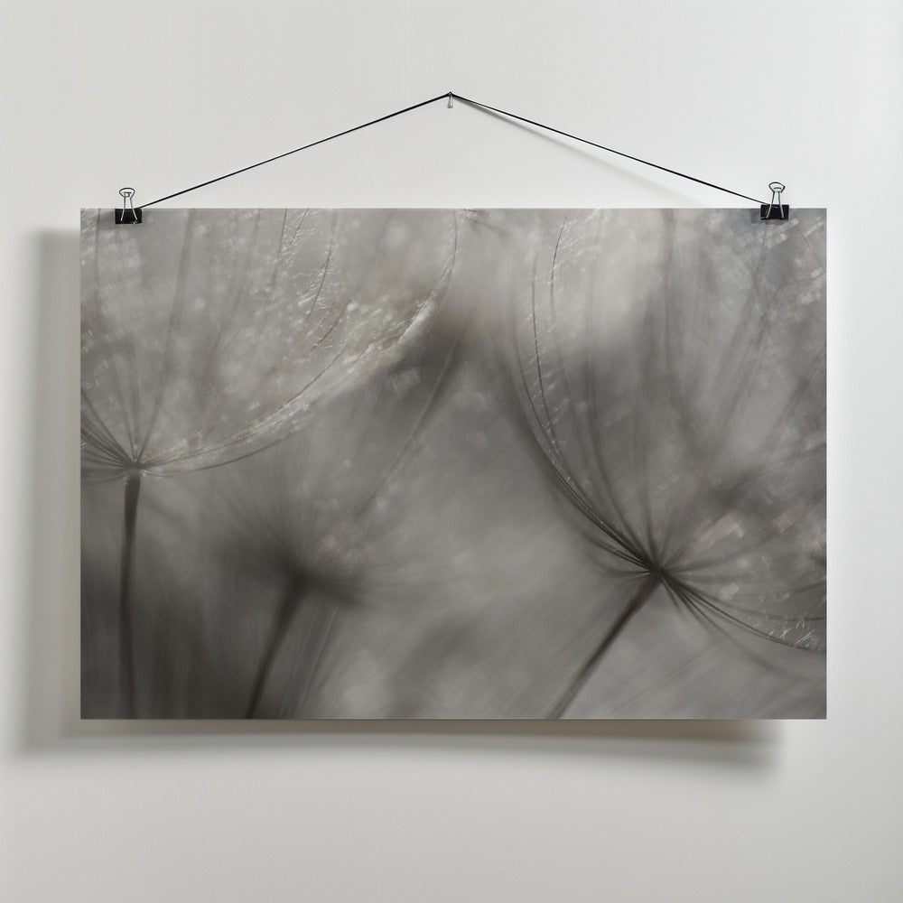 Seedlings Poster och Canvastavla