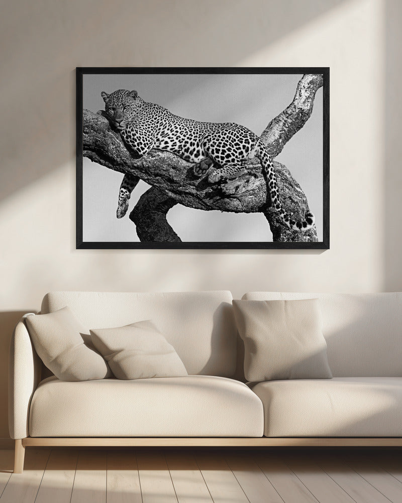 Leopard hanging out Poster och Canvastavla