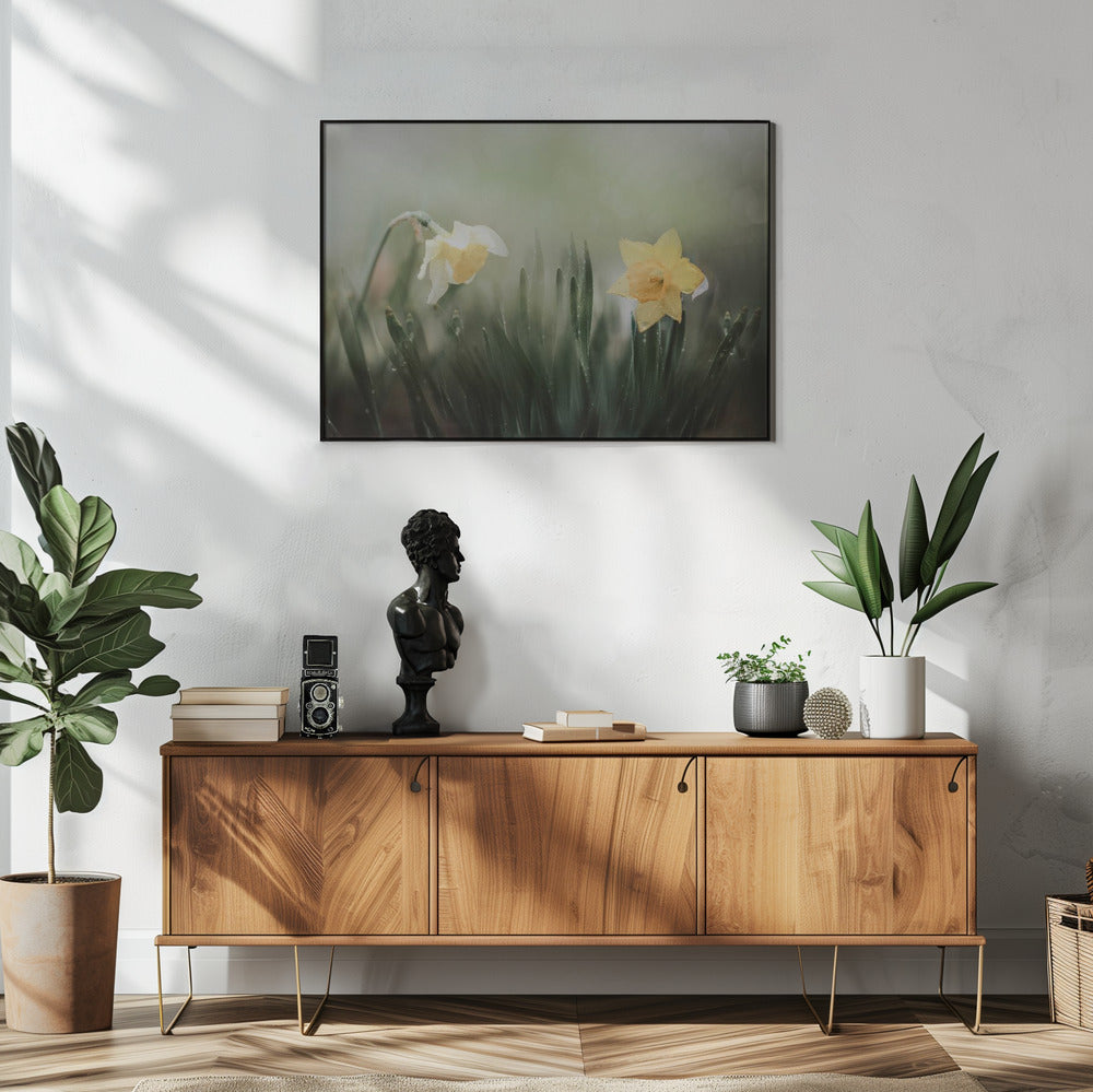 narcissuss in rain Poster och Canvastavla