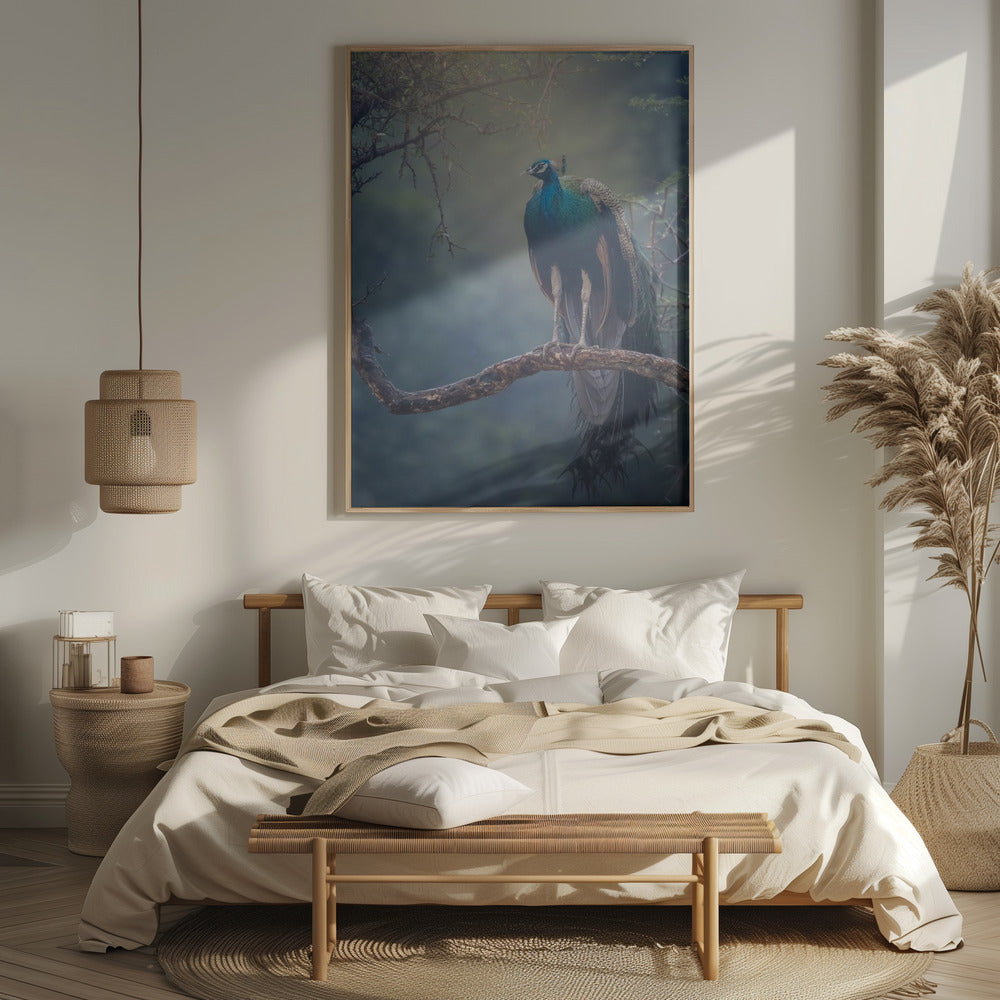 Peacock in Rain Poster och Canvastavla