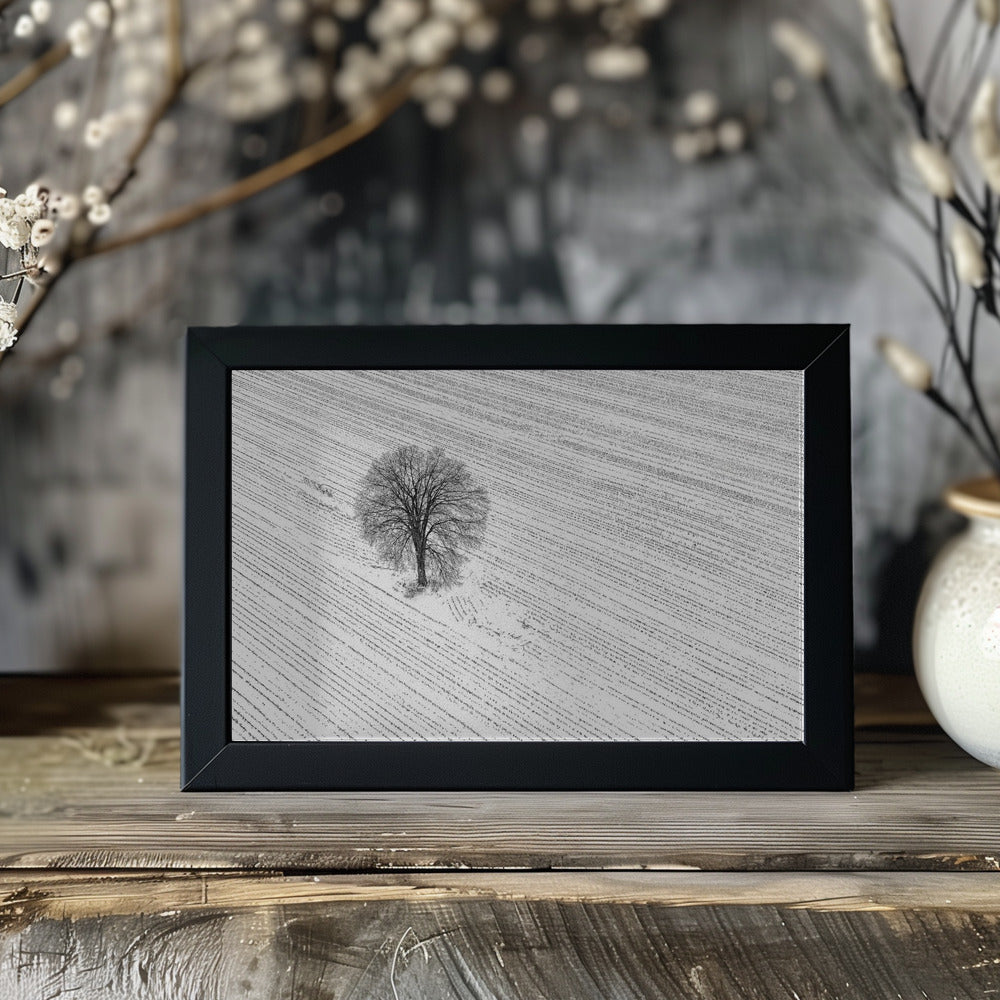 The Bare Tree Poster och Canvastavla