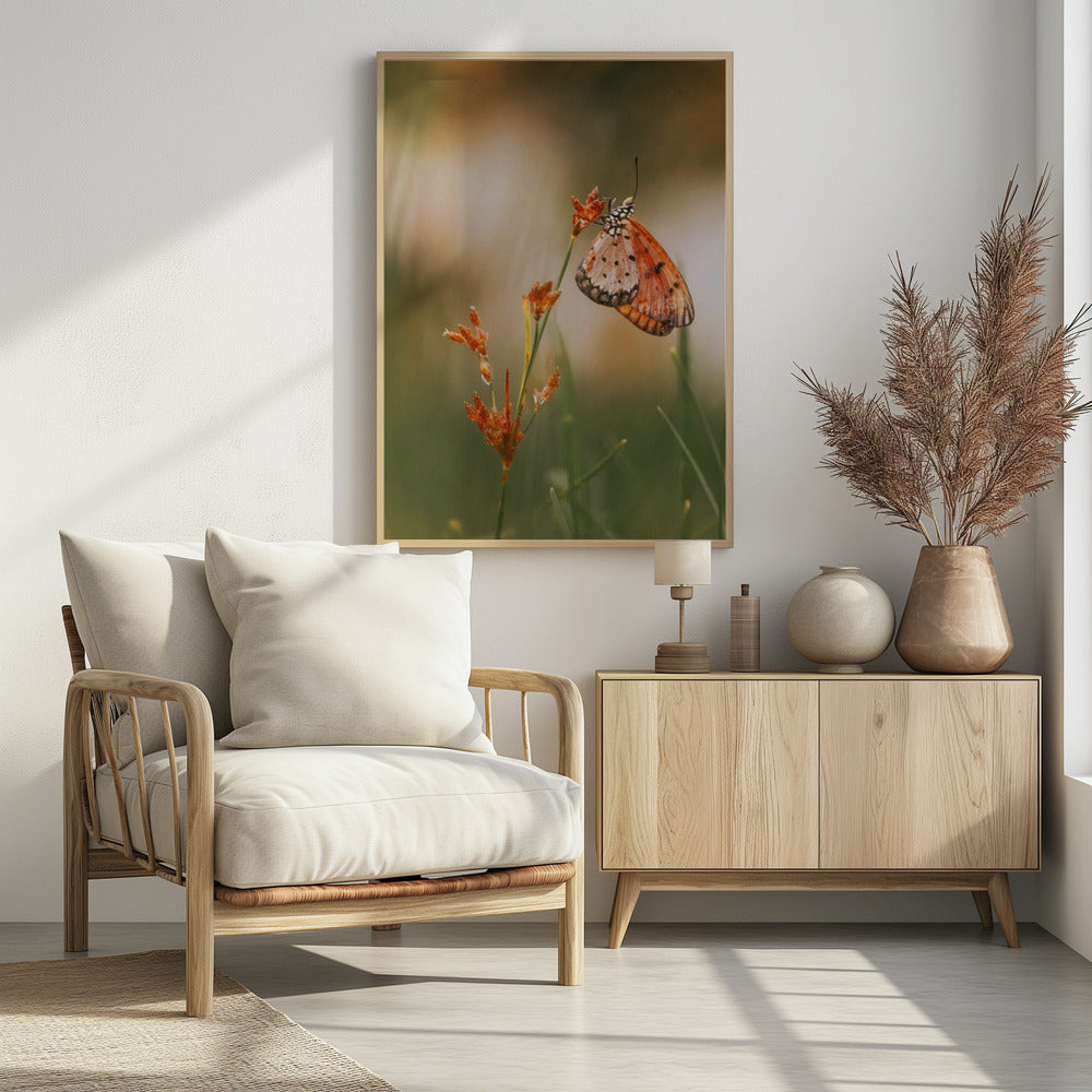 Butterfly Poster och Canvastavla