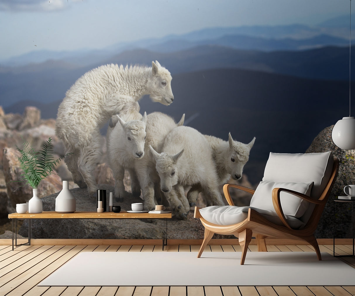Baby Goats at play Poster och Canvastavla