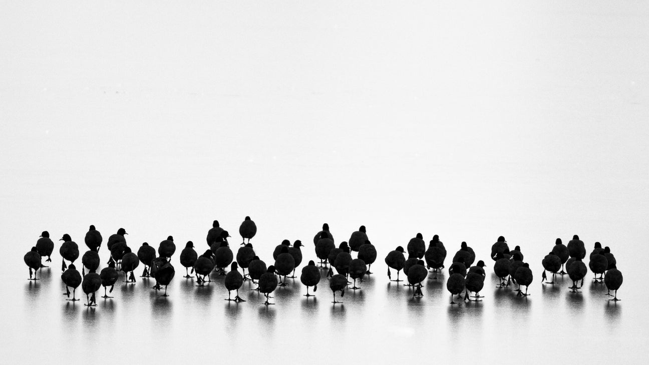 Animals High-Key