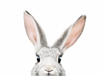 Animal Portraits
