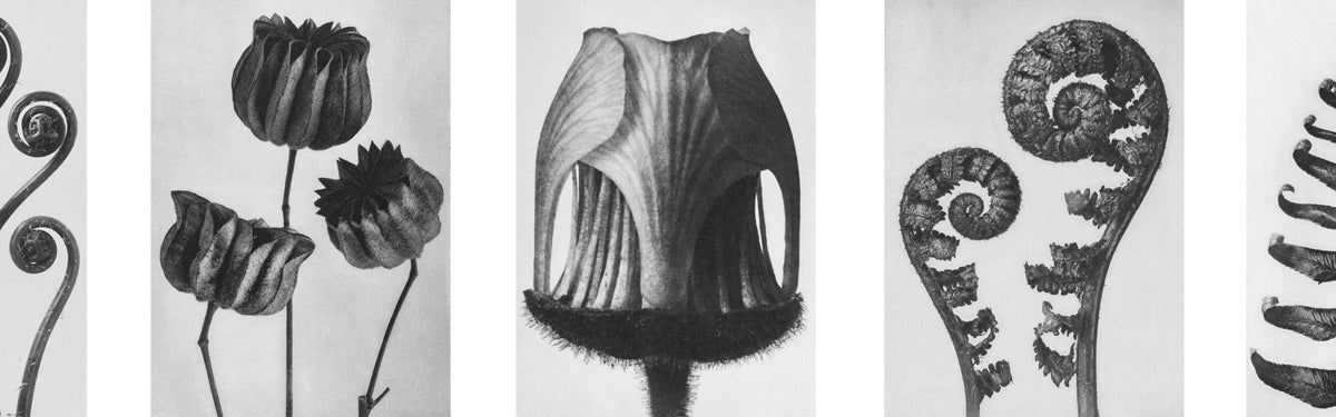 Karl Blossfeldt