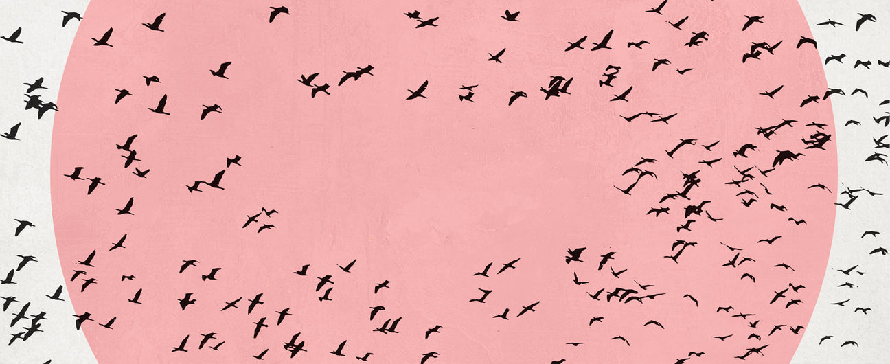 Birds Illustrated