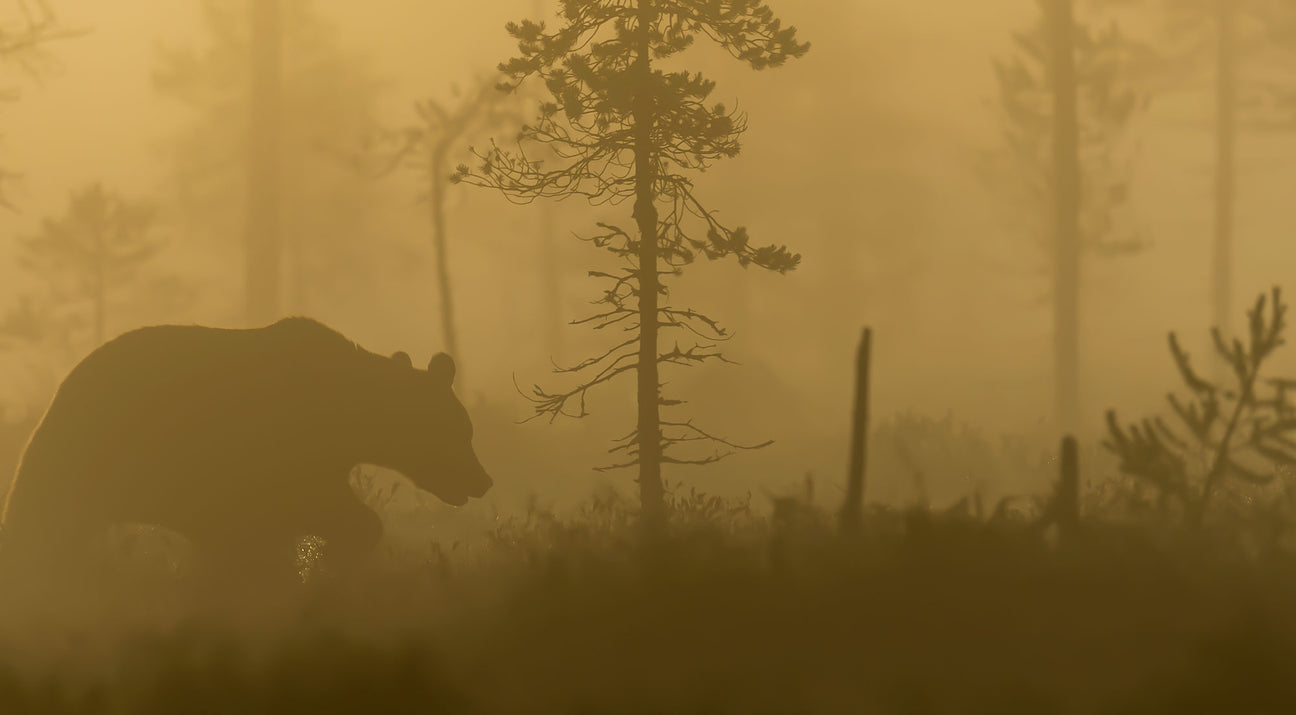 Animals