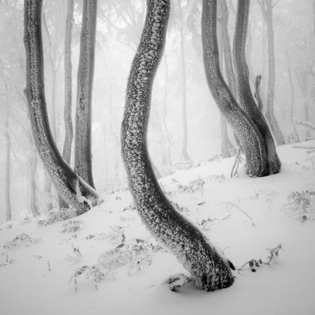 Landscapes Square B&amp;W