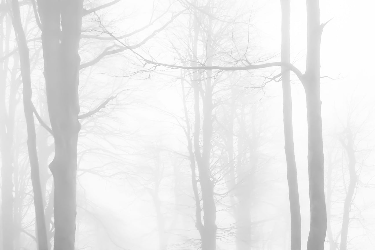 Forest &amp; Woodlands