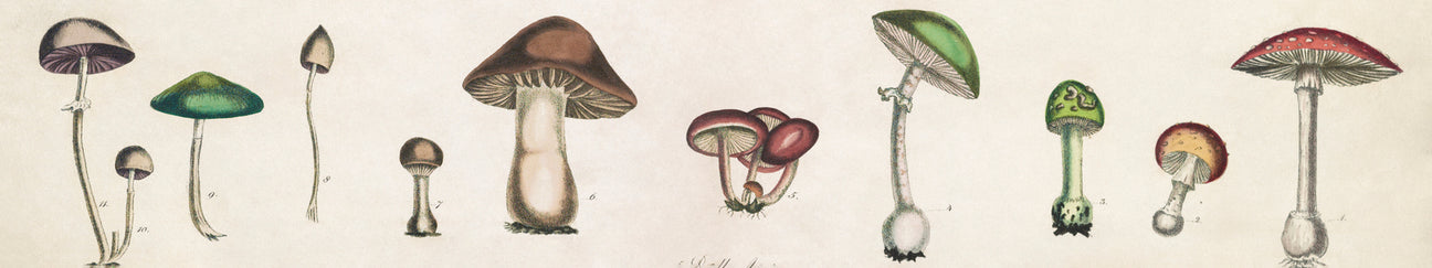 Vintage Mushrooms