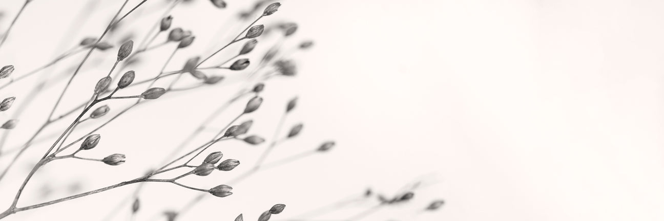 Dried Flowers &amp; Plants