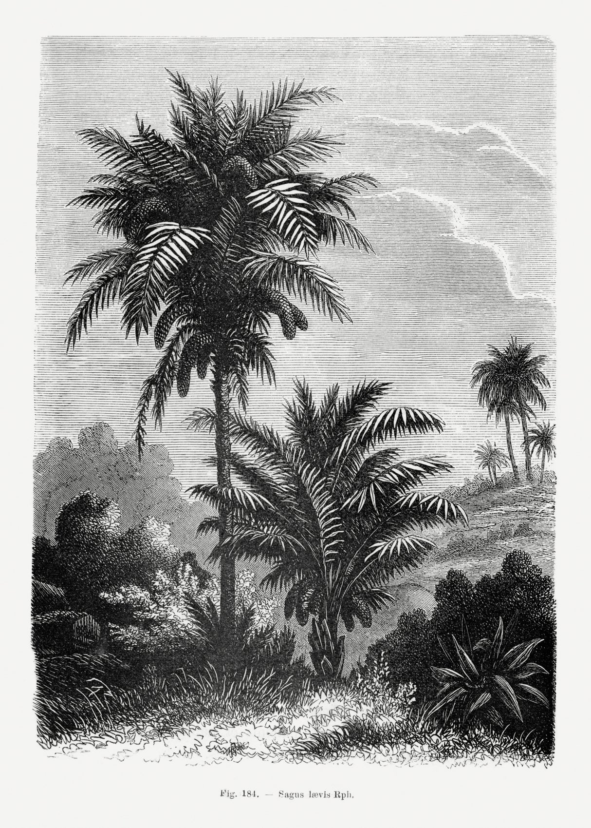 Vintage Palm Tree Drawing V Poster och Canvastavla