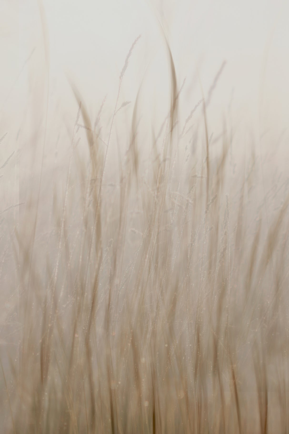 Meadow grass Poster och Canvastavla