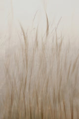 Meadow grass Poster och Canvastavla
