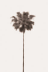 Palm Blury Poster och Canvastavla