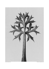 Eryngium Bourgatii Poster och Canvastavla