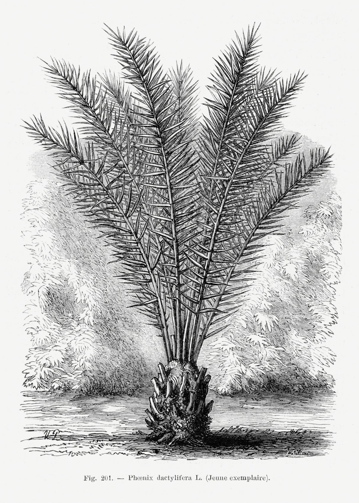 Vintage Palm Tree Drawing Xiii Poster och Canvastavla