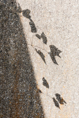 Botanical shadow on the wall Poster och Canvastavla