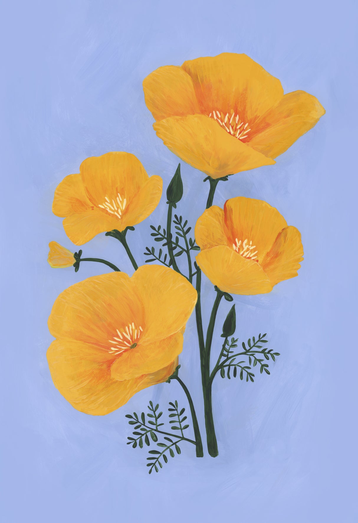 Bouquet of orange California poppies Poster och Canvastavla
