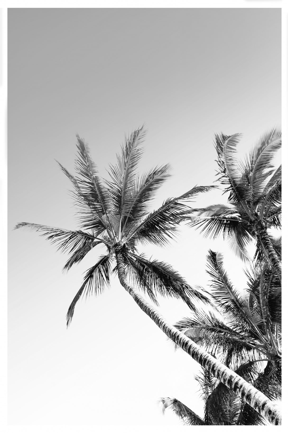 Palms Black and White Photography Poster och Canvastavla
