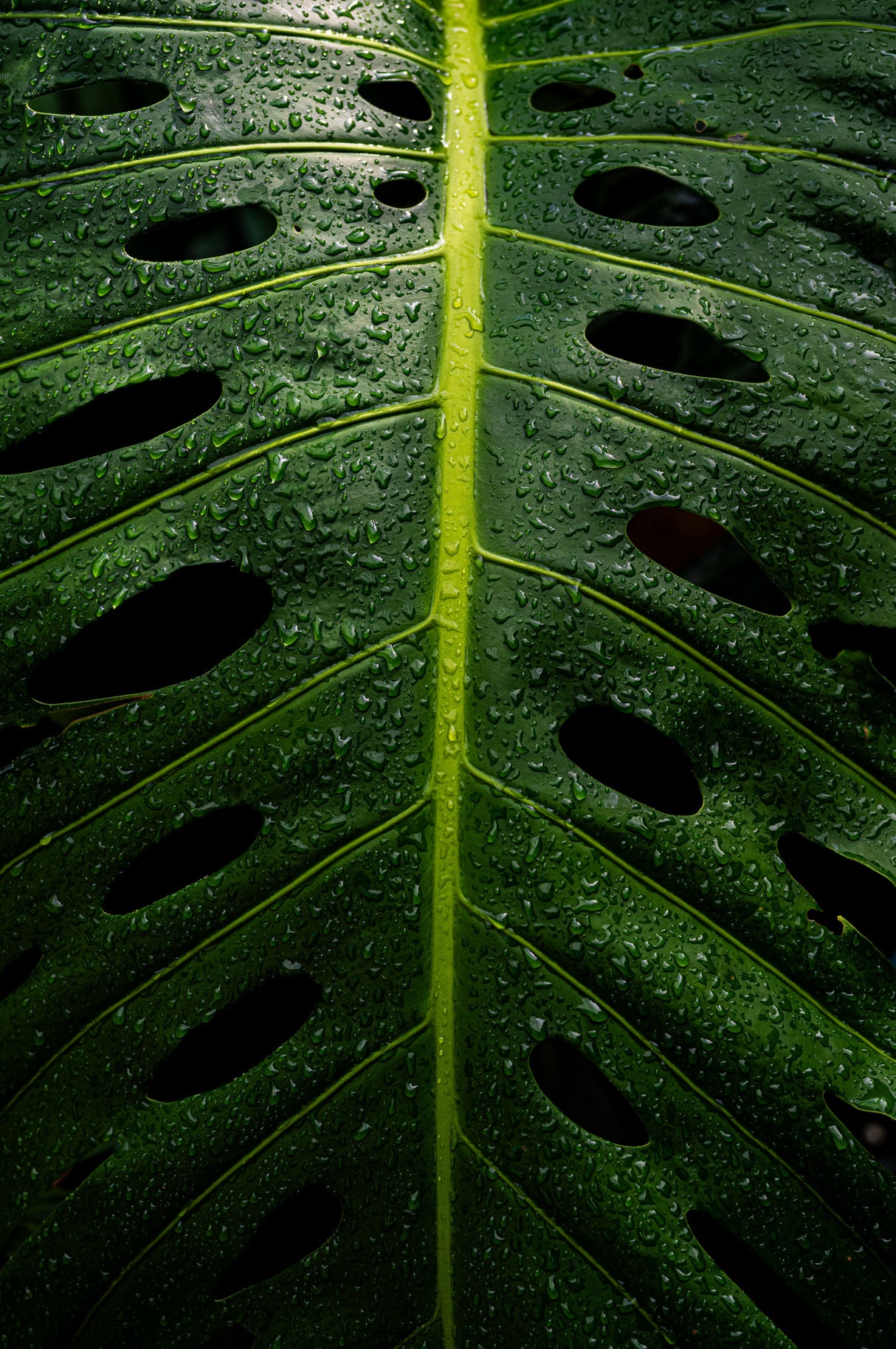 Monstera Swiss cheese plant Poster och Canvastavla