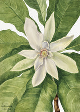 Umbrella Tree (1932) Poster och Canvastavla