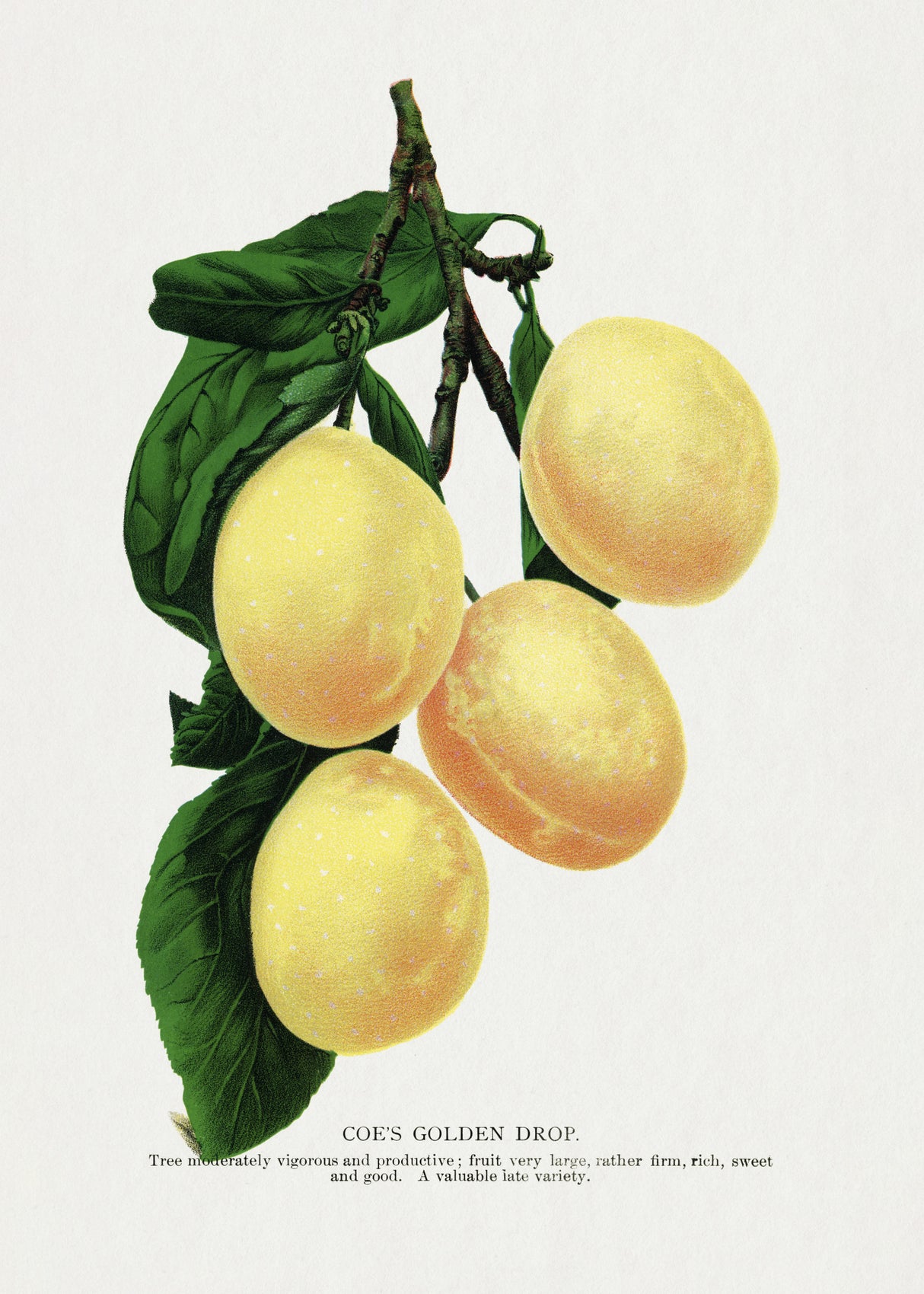 Coe's Golden Drop Plum Lithograph Poster och Canvastavla
