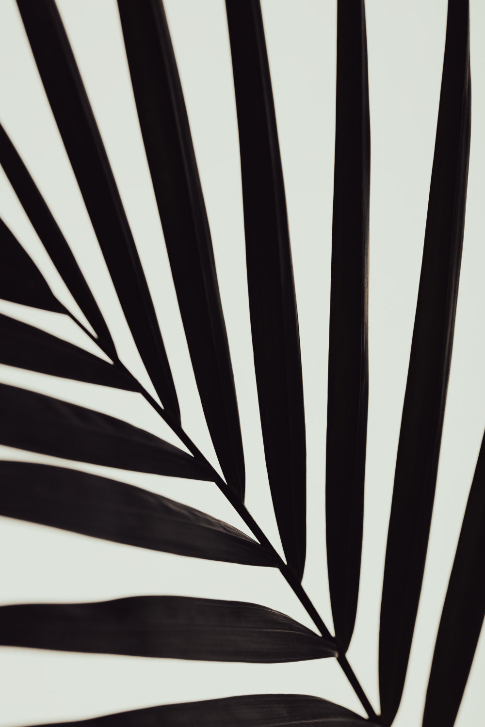 Graphic palm leaf_1 Poster och Canvastavla