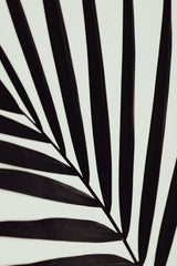 Graphic palm leaf_1 Poster och Canvastavla