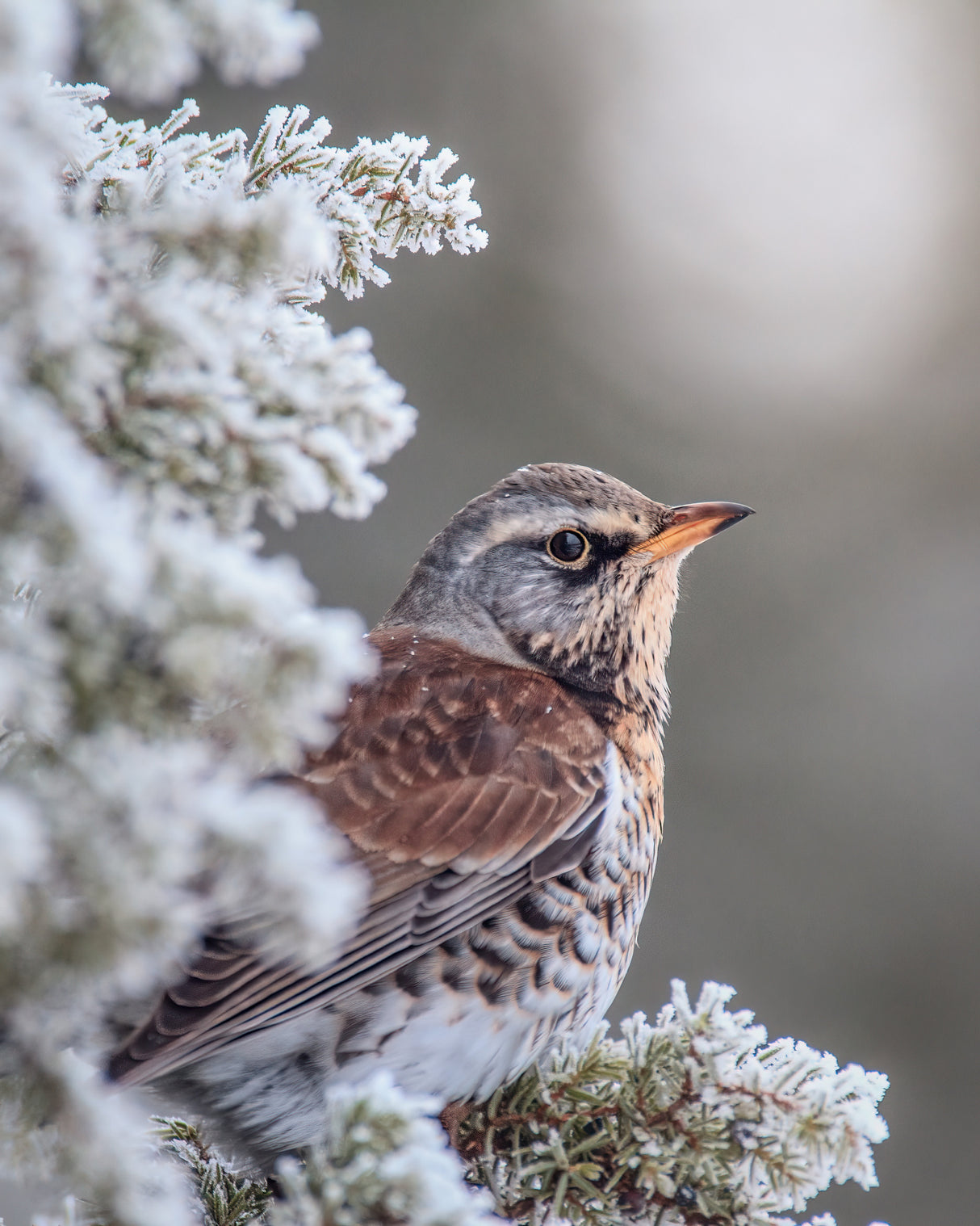 Fieldfare in a winter setting Poster och Canvastavla