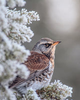 Fieldfare in a winter setting Poster och Canvastavla