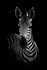 The Zebra Poster och Canvastavla
